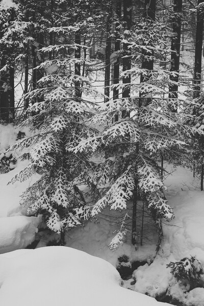 Spruce trees under snow in a mountain forest in wi Picture Board by Olga Peddi