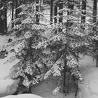 Buy canvas prints of Spruce trees under snow in a mountain forest in wi by Olga Peddi