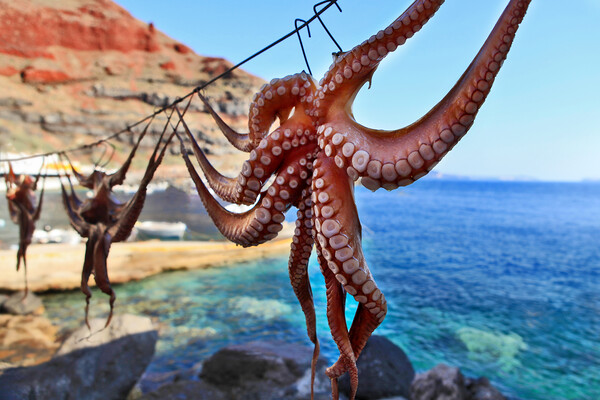 Octopus drying in greece santorini and light. Picture Board by Olga Peddi