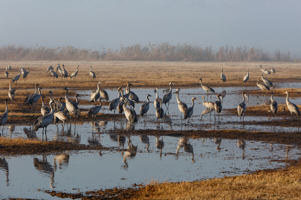 Feeding of the cranes at sunrise in the national P Picture Board by Olga Peddi
