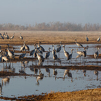 Buy canvas prints of Feeding of the cranes at sunrise in the national P by Olga Peddi