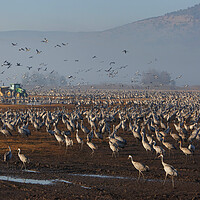 Buy canvas prints of Feeding of the cranes at sunrise in the national P by Olga Peddi