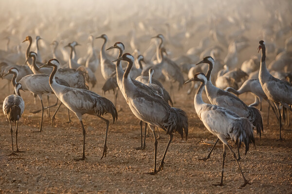 Feeding of the cranes at sunrise in the national P Picture Board by Olga Peddi