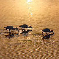 Buy canvas prints of Dawn on the lake. Wintering birds in Israel by Olga Peddi