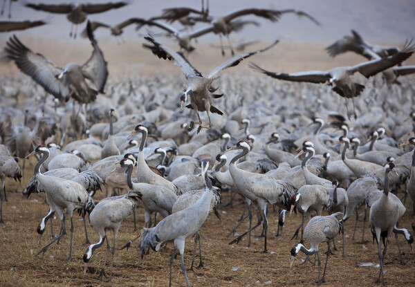 Wintering populations of Cranes in Israel Picture Board by Olga Peddi