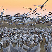 Buy canvas prints of Feeding of the cranes at sunrise by Olga Peddi