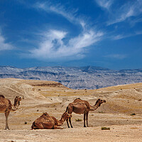 Buy canvas prints of Israel, Negev Desert, A herd of Arabian camels by Olga Peddi