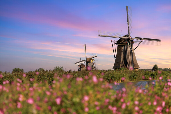 Windmill in Kinderdijk, Holland Picture Board by Olga Peddi