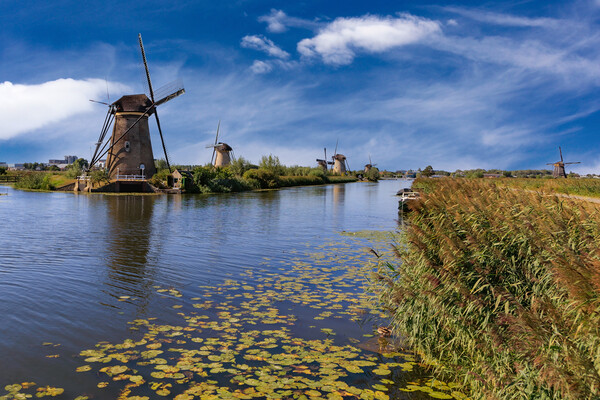 Windmill in Kinderdijk, Holland Picture Board by Olga Peddi