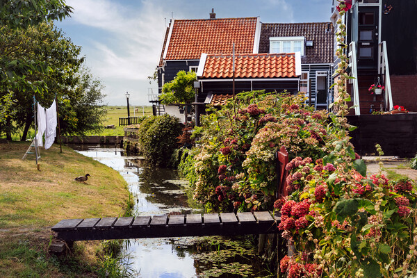 Traditional dutch Village with with colorful house Picture Board by Olga Peddi