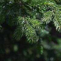Buy canvas prints of Pine tree close-up of needles and branches by Olga Peddi