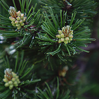 Buy canvas prints of Pine tree close-up of needles and branches by Olga Peddi