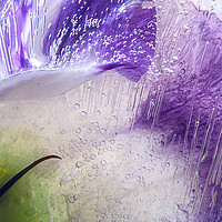 Buy canvas prints of  Abstraction of purple flowers in ice by Olga Peddi