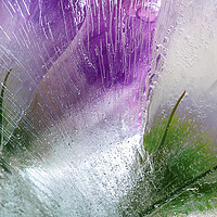Buy canvas prints of  Abstraction of beautiful flowers in ice by Olga Peddi