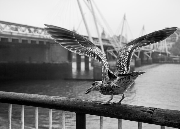 Seagull on London Bridge Picture Board by Olga Peddi