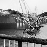 Buy canvas prints of Seagull on London Bridge by Olga Peddi