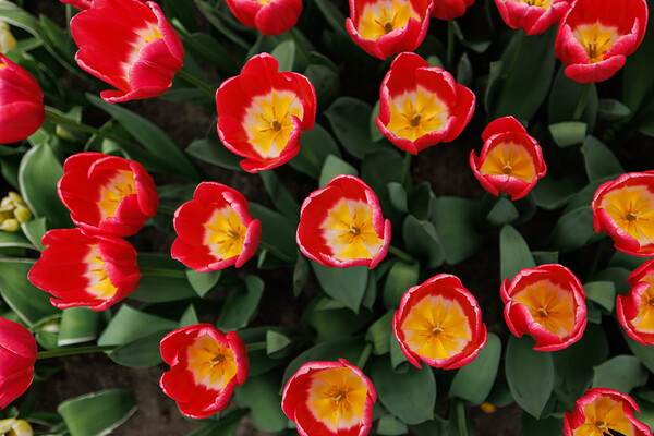 Dutch Red Tulips, Close-up Picture Board by Olga Peddi