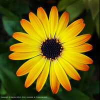 Vivid Yellow African Daisy