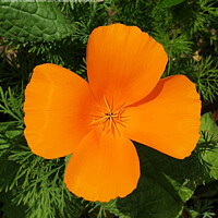 California Poppy Flower
