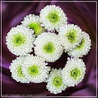 Chrysanthemum Grandiflorum Flowers in White and Green