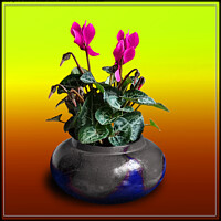 Pink Cyclamen Graecum Plant