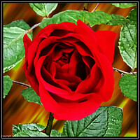 Red Rose Petals
