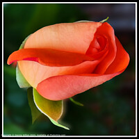 Elegant Red Hybrid Tea Rose