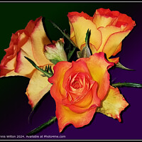 Vibrant Rose Petal Flora