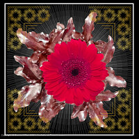 Transvaal Daisy, Rustic, Red