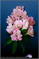 Click to show how this picture will look as a piece of wall art