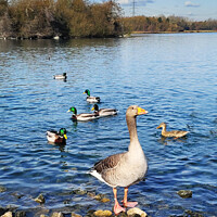 Duck Standing on edge of Lake