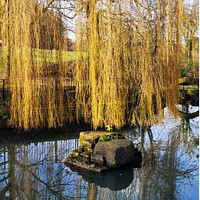 Weeping Willow Reflection Pond