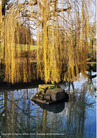 Click to show how this picture will look as a piece of wall art