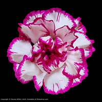 Pink White Carnation Flora