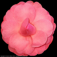 Pink Japanese Anemone Flora