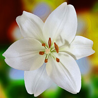 White Lilium Candidum Lily