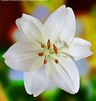Click to show how this picture will look as a piece of wall art