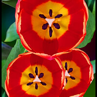 Ornamental Tulip Gesneriana Flowers