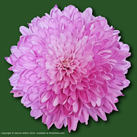 Pink Chrysanthemum Flora Elegance