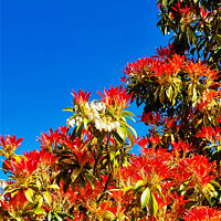 Pieris Forest Flame Plant