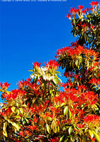 Click to show how this picture will look as a piece of wall art