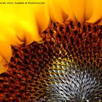 Buy canvas prints of Close-up of a Sunflower with a ray of sunshine by David Barratt