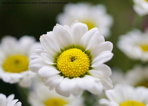 Closeup of white daisy like flower Picture Board by David Barratt