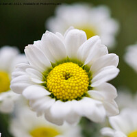 Buy canvas prints of Closeup of white daisy like flower by David Barratt