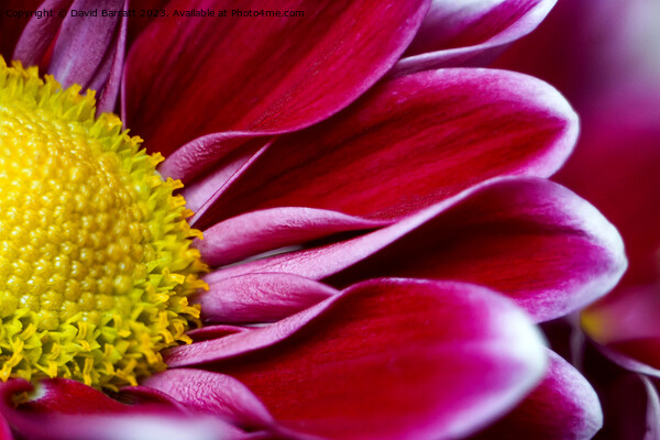 Chrysanthemum flower Picture Board by David Barratt