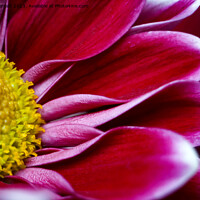 Buy canvas prints of Chrysanthemum flower by David Barratt