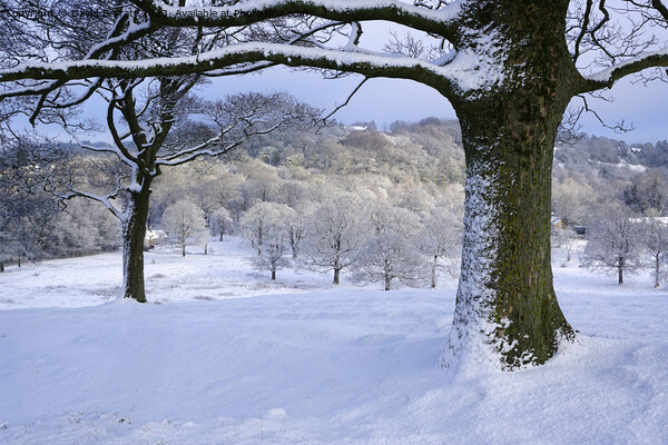 Snow covered trees in Lyme Park Picture Board by David Barratt