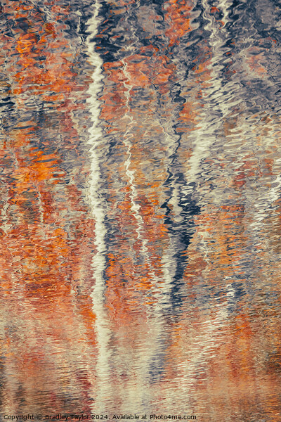 Silver Birch Reflections on Hampstead Heath Picture Board by Bradley Taylor