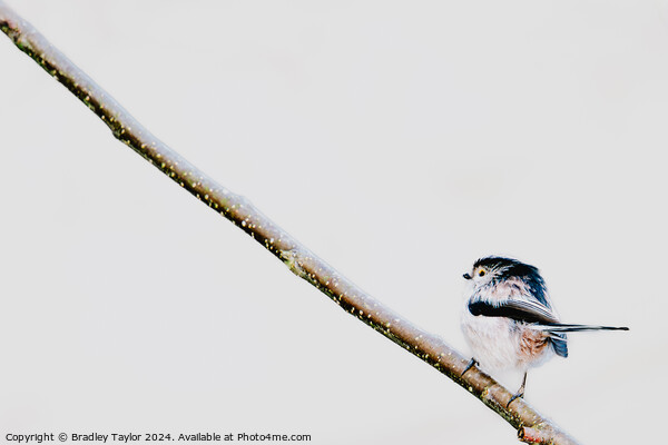 Uphill Climb for Long Tailed Tit Picture Board by Bradley Taylor