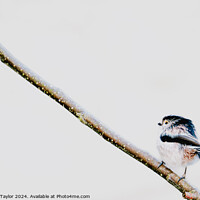 Buy canvas prints of Uphill Climb for Long Tailed Tit by Bradley Taylor